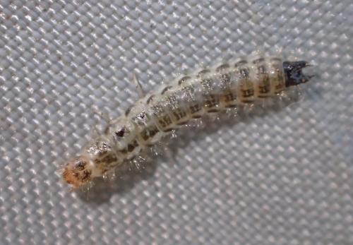 Réf. 306 704 : Dasytinae inconnu